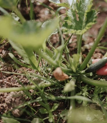 Rust, natuur en welzijn, holistische leefstijl