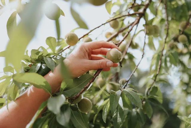 Calma, natureza e bem-estar, estilo de vida holístico